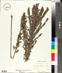 Lespedeza cuneata image