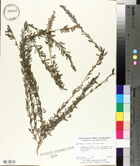 Lespedeza cuneata image