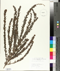 Lespedeza cuneata image