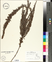 Lespedeza cuneata image