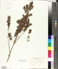 Lespedeza cuneata image
