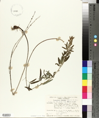 Lespedeza cuneata image