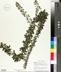 Lespedeza cuneata image