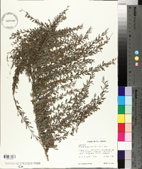 Lespedeza cuneata image