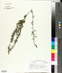 Lespedeza cuneata image