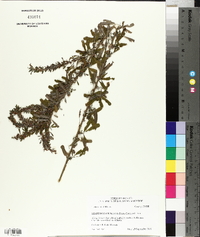 Lespedeza cuneata image