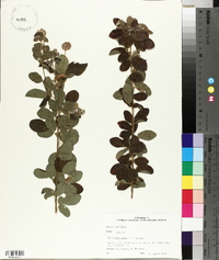 Lespedeza hirta image