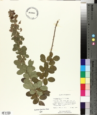 Lespedeza hirta image