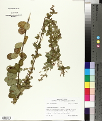 Lespedeza hirta image