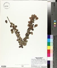 Lespedeza hirta image