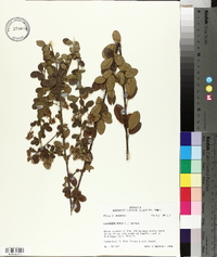 Lespedeza hirta image