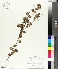 Lespedeza hirta image