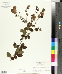 Lespedeza hirta image