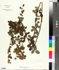 Lespedeza hirta image