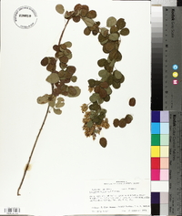 Lespedeza hirta image