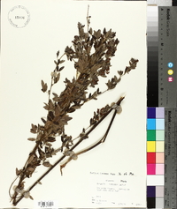 Lespedeza × nuttallii image