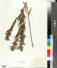 Lespedeza × longifolia image