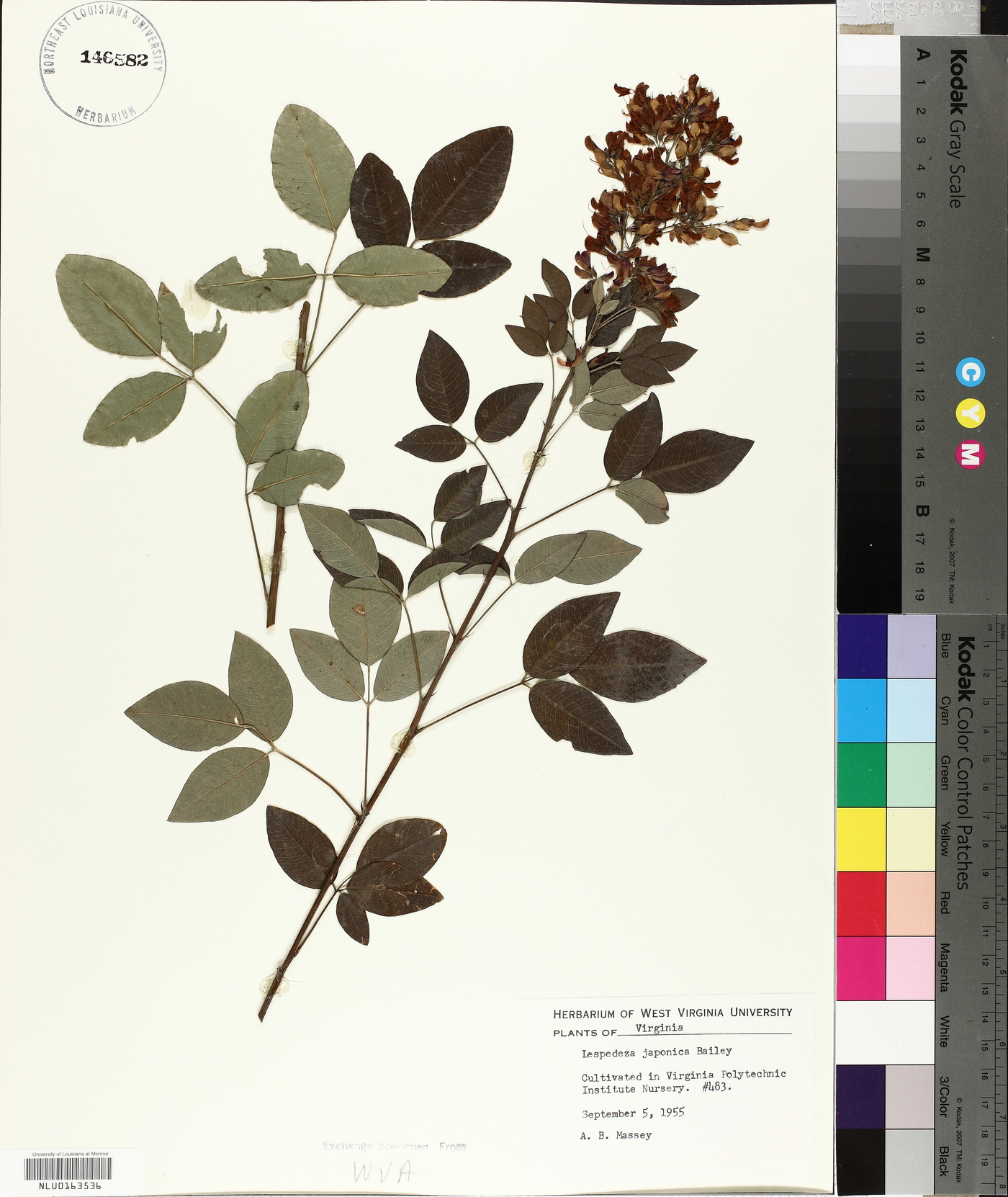 Lespedeza japonica image