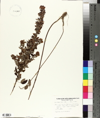 Lespedeza intermedia image