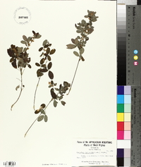Lespedeza intermedia image