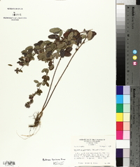 Lespedeza intermedia image