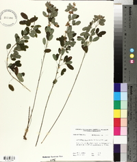 Lespedeza intermedia image