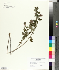 Lespedeza intermedia image