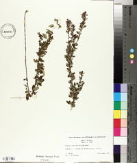 Lespedeza intermedia image