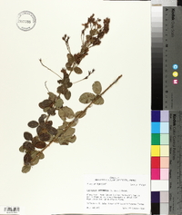 Lespedeza intermedia image