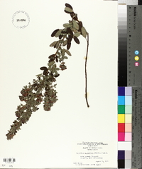 Lespedeza intermedia image