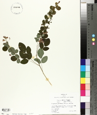 Lespedeza intermedia image