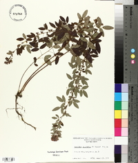 Lespedeza intermedia image