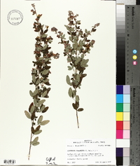 Lespedeza intermedia image