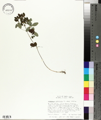 Lespedeza intermedia image