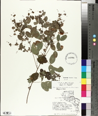 Lespedeza intermedia image