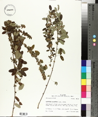 Lespedeza intermedia image