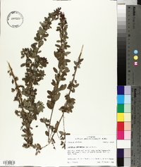 Lespedeza intermedia image