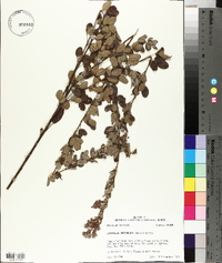 Lespedeza intermedia image