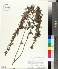 Lespedeza intermedia image