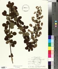 Lespedeza hirta subsp. hirta image