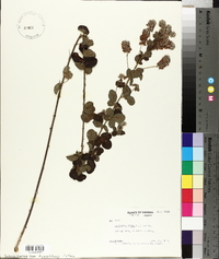 Lespedeza hirta image