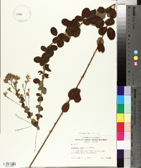 Lespedeza hirta image