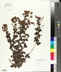 Lespedeza hirta image