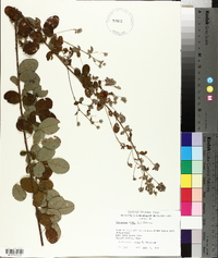 Lespedeza hirta image