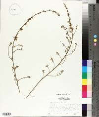Lotus scoparius image
