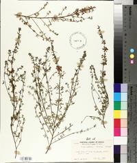 Lotus scoparius image