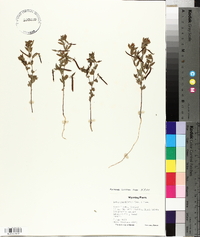 Lotus unifoliolatus var. unifoliolatus image