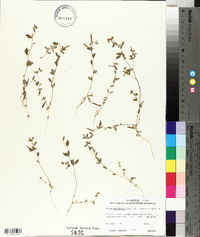 Lotus unifoliolatus var. unifoliolatus image