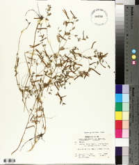 Lotus unifoliolatus var. unifoliolatus image