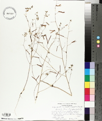 Lotus unifoliolatus var. unifoliolatus image